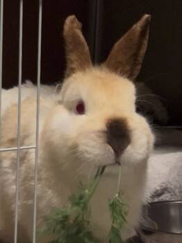 Californian and Netherland Dwarf Rabbits Available for Adoption in Spokane, Washington - Fiver (aka Flipper)  | PetCurious