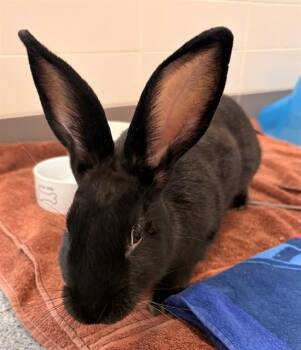 LICORICE -  Bunny Rabbit Rabbit for Adoption in Leesburg, Virginia - LICORICE | PetCurious