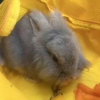 Lionhead Rabbits Available for Adoption in Galveston, Texas - Judy Hops | PetCurious