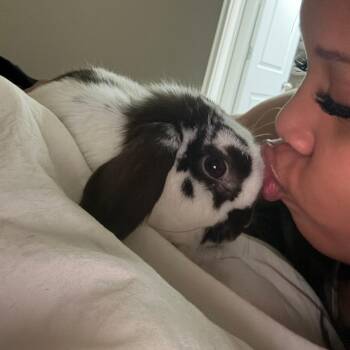 Penny - Home to Home -  Holland Lop Rabbit for Adoption in South Elgin, Illinois - Penny - Home To Home | PetCurious