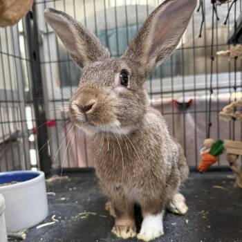 Lucia -  Bunny Rabbit Rabbit for Adoption in West Milford, New Jersey - Lucia | PetCurious