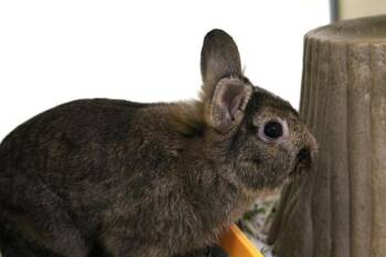CHALAMET -  Bunny Rabbit Rabbit for Adoption in Fort Lauderdale, Florida - CHALAMET | PetCurious