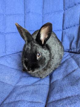 Rescue Rex and Lionhead Rabbits for Adoption in Ankeny, Iowa - Angel | PetCurious