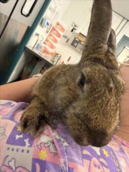 A227260 -  Bunny Rabbit Rabbit for Adoption in Woodland, California - A227260 | PetCurious