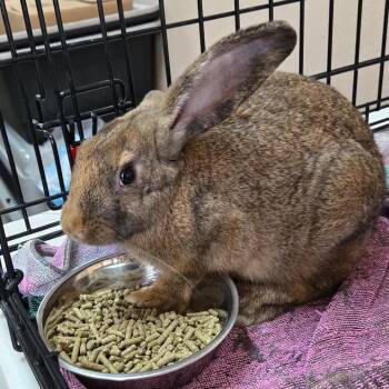 Sunflower -  New Zealand Rabbit for Adoption in Idaho Falls, Idaho - Sunflower | PetCurious