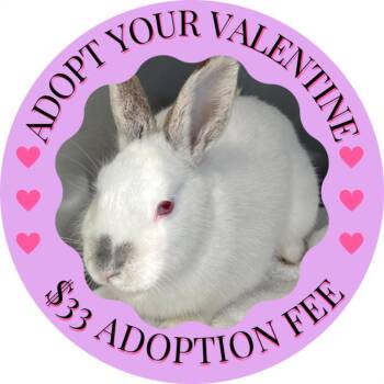 Bunny Rabbit Rabbits Available for Adoption - LADY MAE* | PetCurious