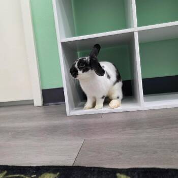 Kent -  English Spot Rabbit for Adoption in The Woodlands, Texas - Kent | PetCurious