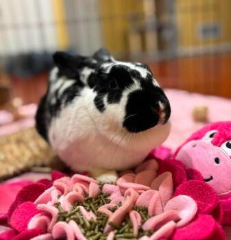 Showgirl -  New Zealand Rabbit for Adoption in Saint Charles, Missouri - Showgirl | PetCurious