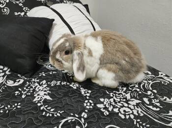 Rescue Holland Lop Rabbits for Adoption in Deltona, Florida - Twinkle | PetCurious
