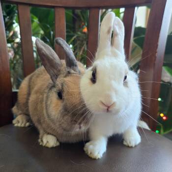 Rescue Hotot and Harlequin Rabbits for Adoption in Los Angeles, California - Bonnie & Lochlan | PetCurious