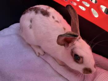 A1270439 -  American Rabbit for Adoption in Charlotte, North Carolina - A1270439 | PetCurious