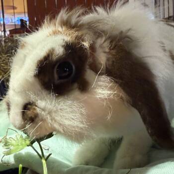 Holland Lop Rabbits Available for Adoption in Norwalk, Connecticut - Tribble | PetCurious