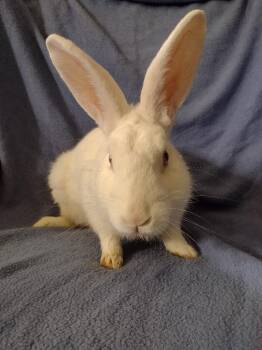 Rescue New Zealand Rabbits for Adoption in Plymouth, Michigan - Colwyn | PetCurious
