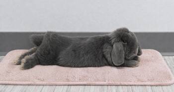 Mini Lop Rabbits Available for Adoption in Marshfield, Wisconsin - Tinkerbell | PetCurious