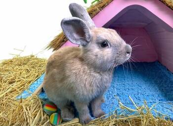 Bunny Rabbit Rabbits Available for Adoption in Fort Lauderdale, Florida - DAGMAR | PetCurious