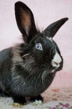Patricia -  Lionhead Rabbit for Adoption in Long Beach, California - Patricia | PetCurious