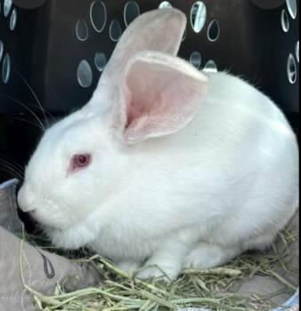 Suzie -  New Zealand Rabbit for Adoption in Naples, Florida - Suzie | PetCurious