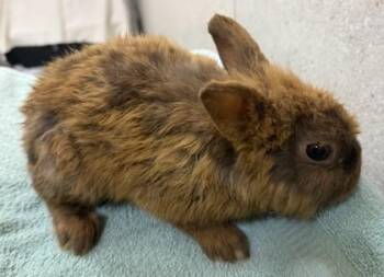 Happy -  Dwarf Rabbit for Adoption in Honolulu, Hawaii - Happy | PetCurious