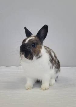 Bunny Rabbit Rabbits Available for Adoption in Delson, Quebec - Rose | PetCurious