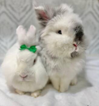 Yogurt and Gogurt -  Lionhead Rabbit for Adoption in Saint Charles, Missouri - Yogurt And Gogurt | PetCurious