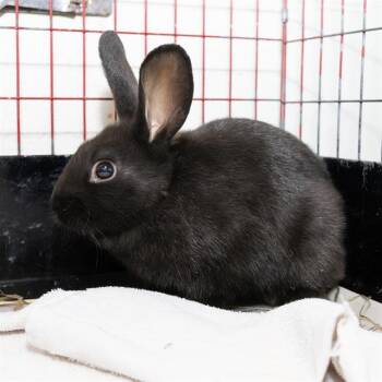 Mini Rex Rabbits Available for Adoption - BAMBAM | PetCurious
