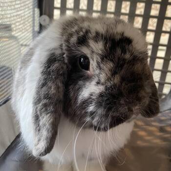 Merlin -  Holland Lop and Harlequin Rabbit for Adoption in San Antonio, Texas - Merlin | PetCurious