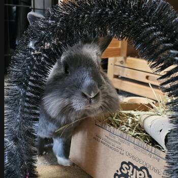Smokey G Falloo -  Lionhead Rabbit Available for Adoption in Ferndale, Washington - Smokey G Falloo | PetCurious