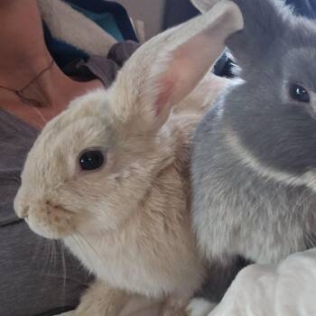 Waffles -  Holland Lop and New Zealand Rabbit for Adoption in Foley, Alabama - Waffles | PetCurious