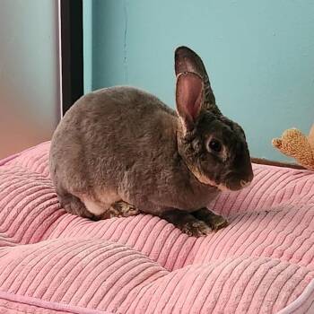 Hazel -  Mini Rex Rabbit for Adoption in Winston-salem, North Carolina - Hazel | PetCurious