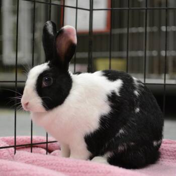 Bunny Rabbit Rabbits Available for Adoption in Richmond, California - Kuromi | PetCurious