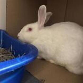 Bonnie -  New Zealand Rabbit for Adoption in Hilliard, Ohio - Bonnie | PetCurious