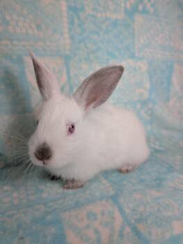 Himalayan Rabbits Available for Adoption in Lake Elsinore, California - Doodlebug  | PetCurious