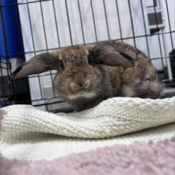 Squiggle -  Holland Lop and Bunny Rabbit Rabbit for Adoption in Tampa, Florida - Squiggle | PetCurious