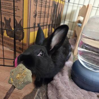 Peppercorn -  Flemish Giant Rabbit for Adoption in Grand Rapids, Michigan - Peppercorn | PetCurious
