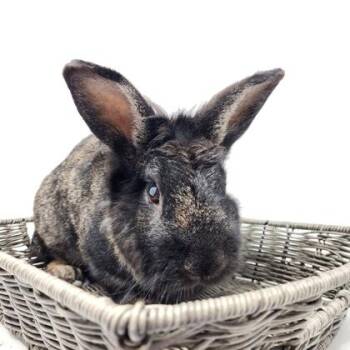 Mr. Snickers -  Bunny Rabbit and American Rabbit for Adoption in Largo, Florida - Mr. Snickers | PetCurious