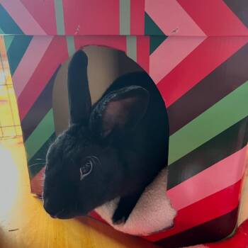 New Zealand Rabbits Available for Adoption in Gansevoort, New York - Knox | PetCurious