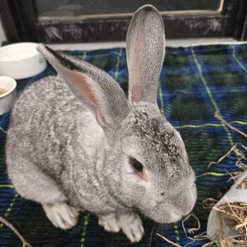 Thumper -  American Rabbit for Adoption in Kennebunk, Maine - Thumper | PetCurious