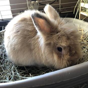 Rescue Lionhead Rabbits for Adoption in Rock Hall, Maryland - Pumpkin | PetCurious