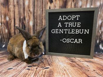 Lionhead and Mini Rex Rabbits Available for Adoption in Columbus, Ohio - Oscar | PetCurious