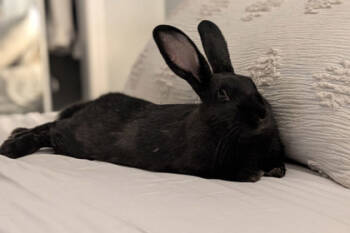 Rescue Silver Fox and American Rabbits for Adoption in Kansas City, Missouri - Pantera | PetCurious