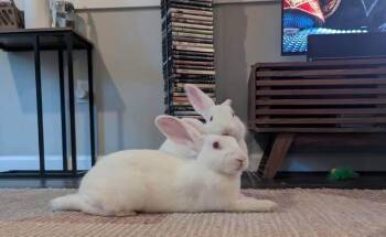 Brienne and Sansa -  New Zealand Rabbit for Adoption in Saint Charles, Missouri - Brienne And Sansa | PetCurious