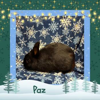 Dwarf Rabbits Available for Adoption - Paz | PetCurious