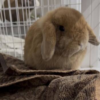 Mini Lop Rabbits Available for Adoption - Sunny | PetCurious