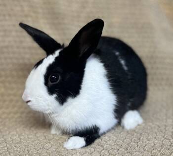 Rescue Dutch Rabbits for Adoption in Salinas, California - Zachary | PetCurious