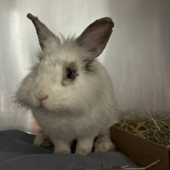 Lionhead Rabbits Available for Adoption in Chattanooga, Tennessee - Dr. Doofenshmirtz | PetCurious