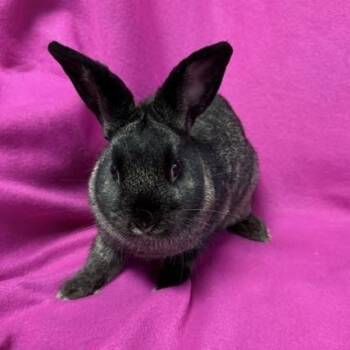 Novella -  Bunny Rabbit Rabbit for Adoption in Westerville, Ohio - Novella | PetCurious