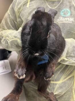 Bunny Rabbit Rabbits Available for Adoption - JOE | PetCurious