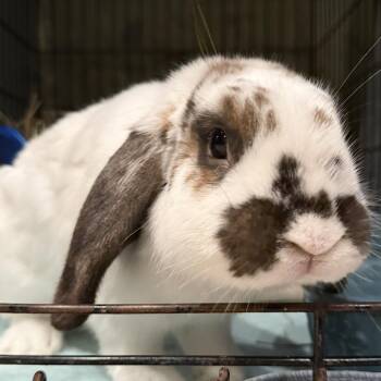 Holland Lop Rabbits Available for Adoption in Norwalk, Connecticut - Hagar | PetCurious