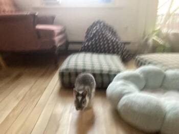 Bonnie (Bunbun) -  Bunny Rabbit Rabbit for Adoption in Montreal, Quebec - Bonnie (Bunbun) | PetCurious