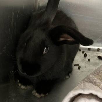 New Zealand Rabbits Available for Adoption in Grand Rapids, Michigan - Thumper | PetCurious